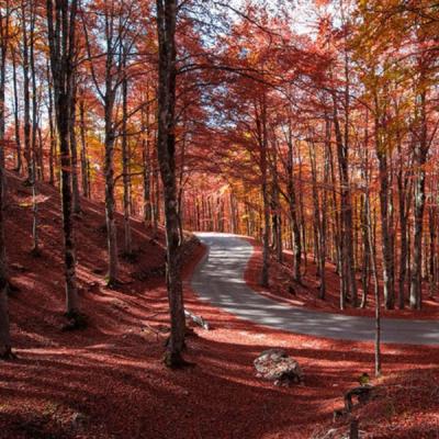 Forca D Acero Autunno 2025