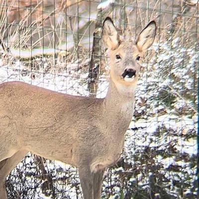 Area Faunistica Caprioli Foto Neve