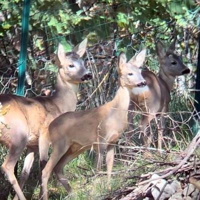 Area Faunistica Caprioli Foto Particolare