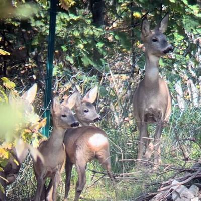 Area Faunistica Caprioli Foto