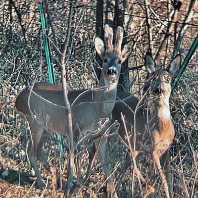 Area Faunistica Caprioli